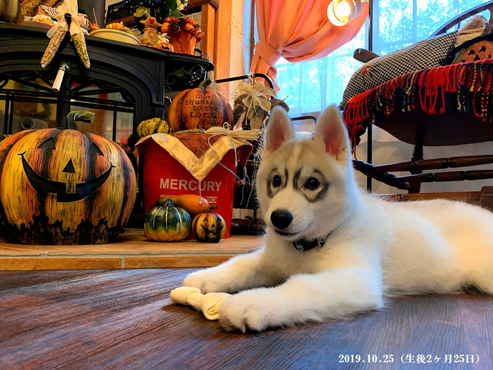 ペット 犬 と泊まれる宿 八ヶ岳 清里高原 ペンション バーニーズ ペンション コテージ ペット 犬 と泊まれる宿 八ヶ岳 清里高原 ペンション バーニーズ ペンション コテージ